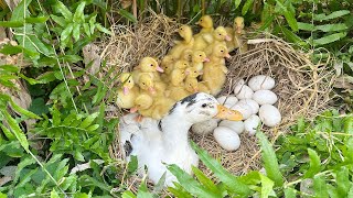 The duck nest in the garden has hatched 20 super cute ducklings, rural animals