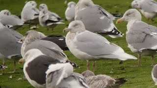 Glaucous Gull
