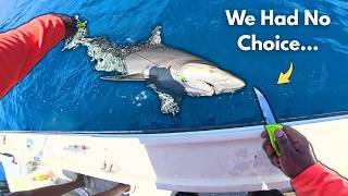 Snapper Fishing in Tampa Bay… Then THIS Happened! 🦈
