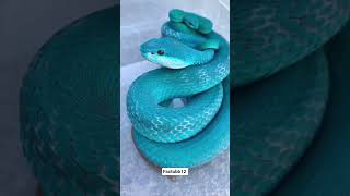 Bush viper🐍 : ek aisa snake jo bhot colourful Sundar aur khatrnak hote hai 😱🐍
