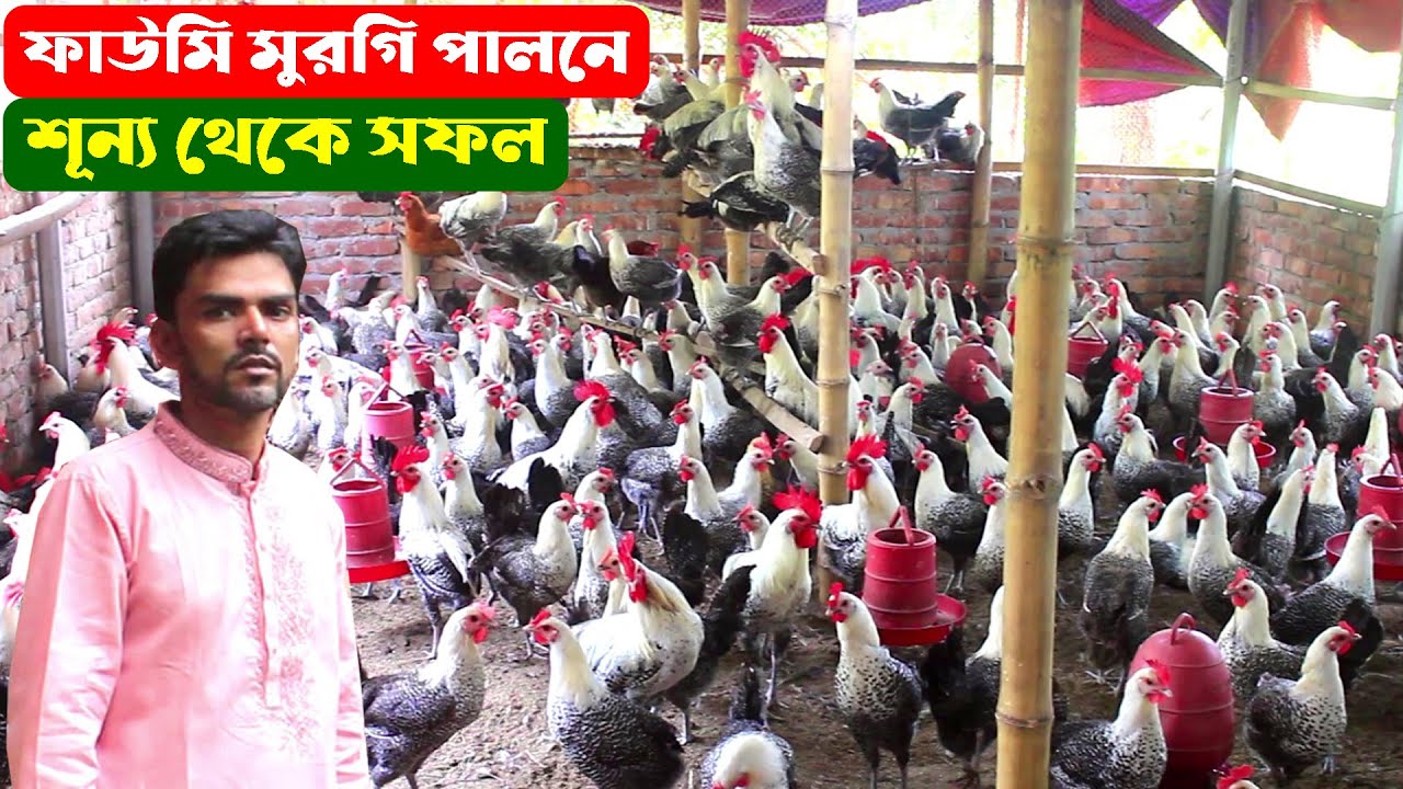 শূন্য থেকে শুরু করা একজন ফাউমি মুরগি খামারির সফলতার গল্প | এই মুরগিতে কি কি সুবিধা | BD Murgi Khamar