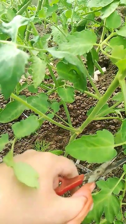 ТРИ ВЕДРА ТОМАТОВ С ОДНОГО КУСТА! Как правильно пасынковать томаты ...