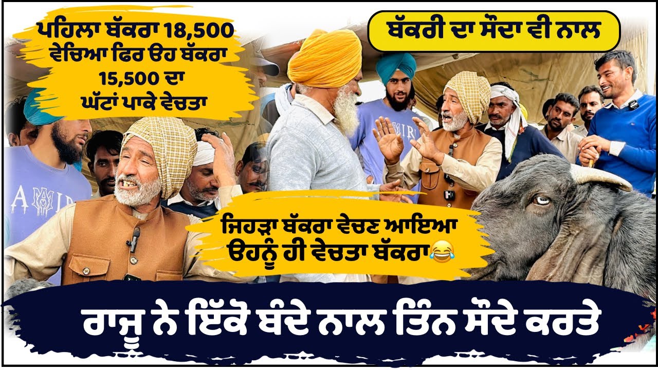 ਬੱਕਰਾ ਵੇਚਣ ਆਏ ਨੂੰ ਹੀ ਰਾਜੂ ਨੇ ਵੇਚਤਾ ਬੱਕਰਾ ਮੂੰਹ ਵੱਲ ਵੇਖਣ 😂#tungwalibakramandi #rajudirba #goatfarming