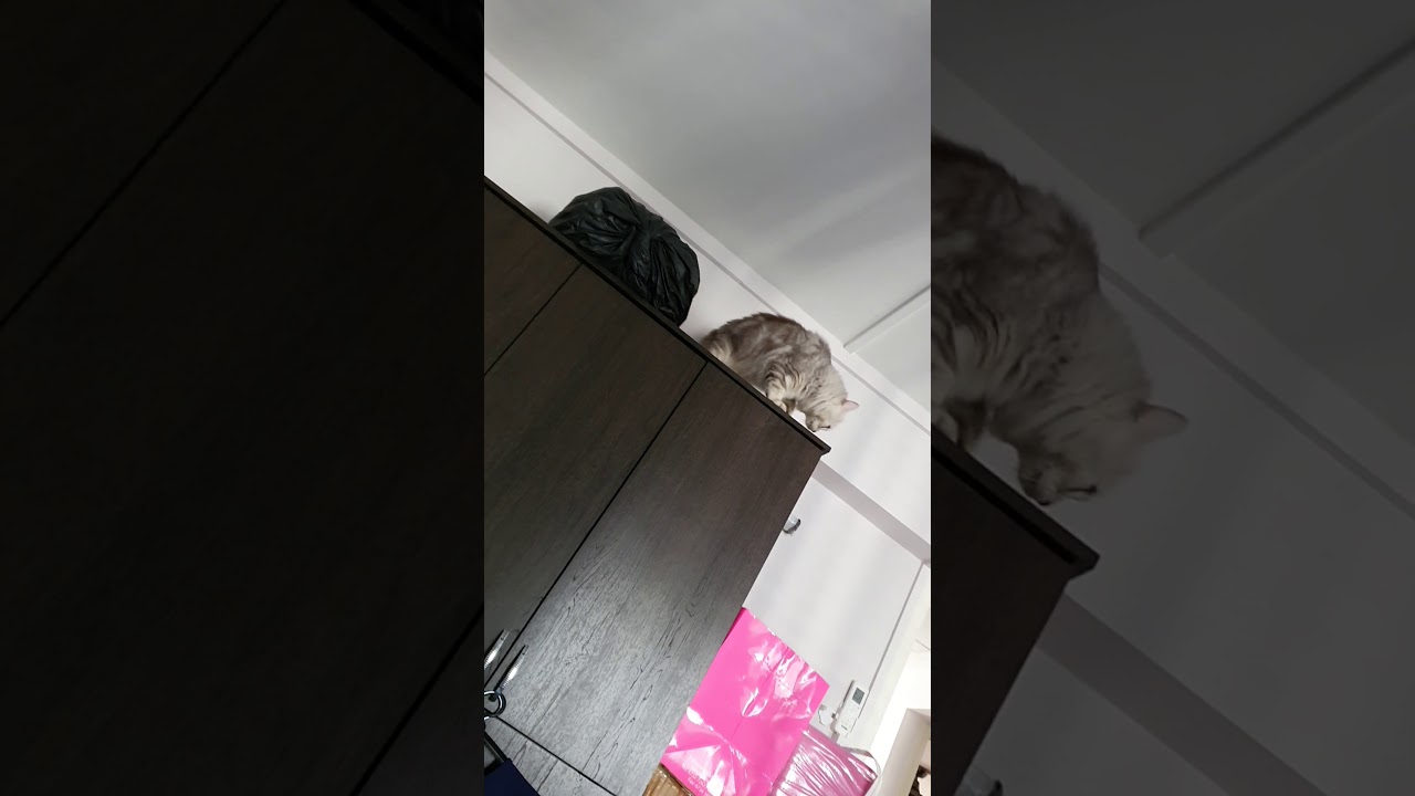 Yogi the Cat - Stuntcat!