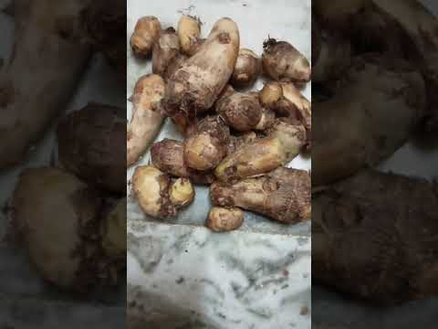 rotten taro roots