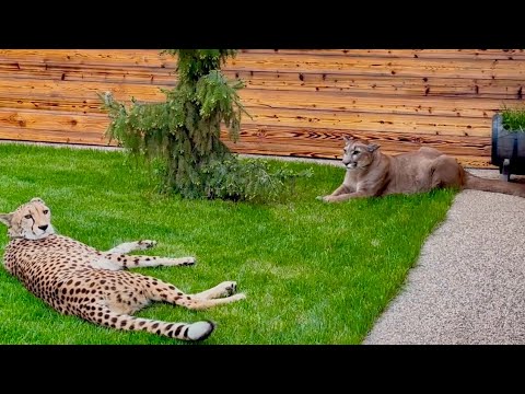 Видео: Месси и Герда легли рядом! Новости с прогулки пумы Месси и гепарда Герды