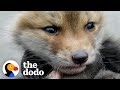 Two Orphaned Baby Foxes Go Nuts When They Meet For The First Time 🦊❤️ | The Dodo Little But Fierce