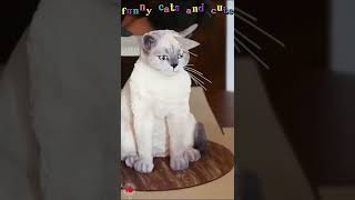 → [cat icons] like if you saved;  Cute cats, Animals funny cats, Funny cats