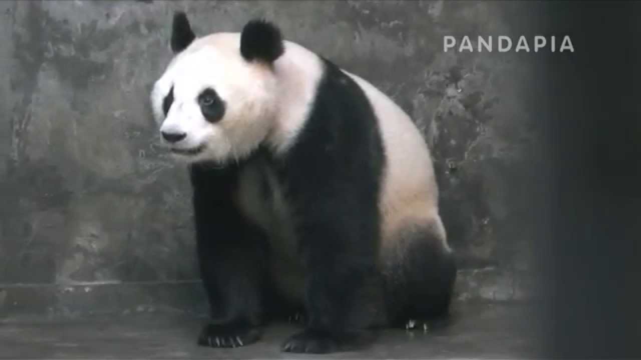 pandapia 20140718 月亮室內-成績-成績生産 成績蹲坐著發呆 pandas merge