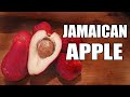 OTEHEITE APPLE: Trying a Unique Fruit Species in Jamaica (Malay Apple) - Weird Fruit Explorer