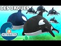 Octonauts  les orques  dessins anims pour enfants