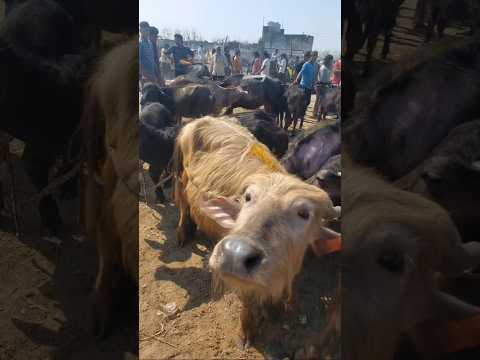 Dabhedi Pashu Mandi | Murra Katiya Paddi Mandi
