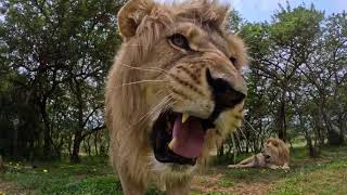 Elephants and lions of South Africa