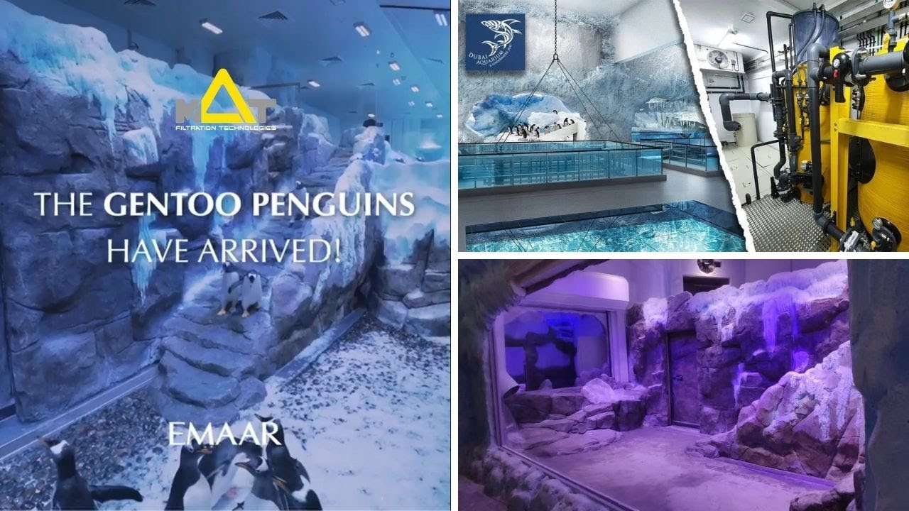 Dubai Aquarium & Underwater Zoo Penguins YouTube