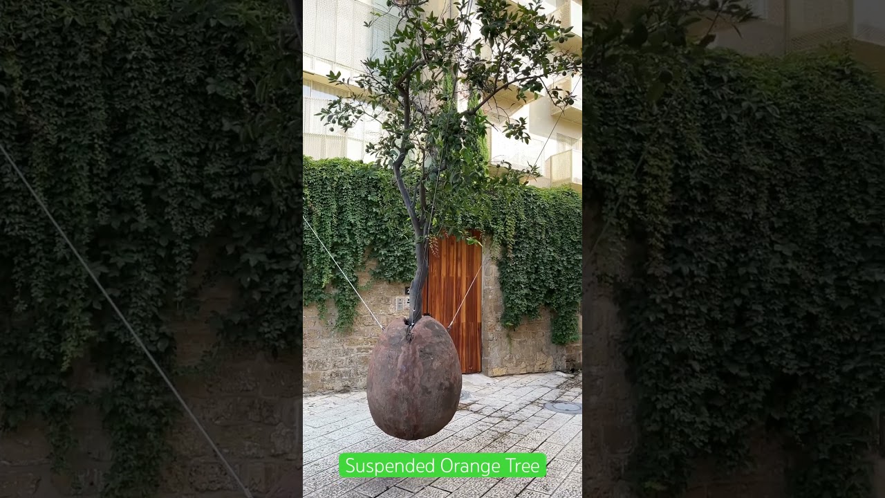 Suspended Orange Tree Tel Aviv-Jaffa 