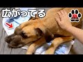 【超大型犬】顔の腫瘍が広がってきました。