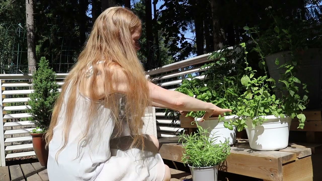 A Flower Field for Butterflies and Bees / Small Edible Herb Garden / 7# Northern Life