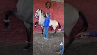 Caballos Bailadores - Cuadra Santa María
