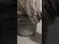My first sourdough starter