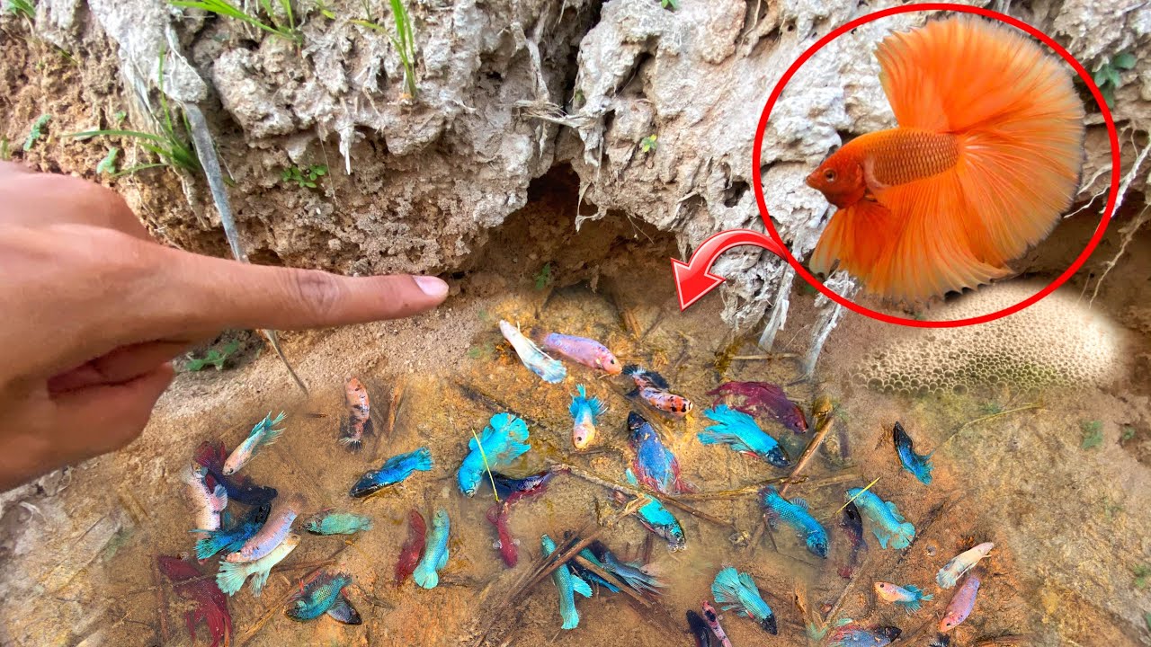Unbelievable Unique Catch Betta Fish Tail Half Sun Spadetail Betta Fish Finding A Lot Of Betta