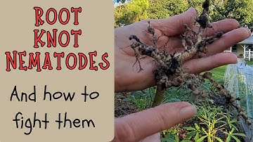 4 easy methods to combat Root Knot Nematodes