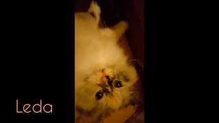 Cuddles for an hungry Kitty. Ragdoll cat Leda .Volume up!She Is purring!