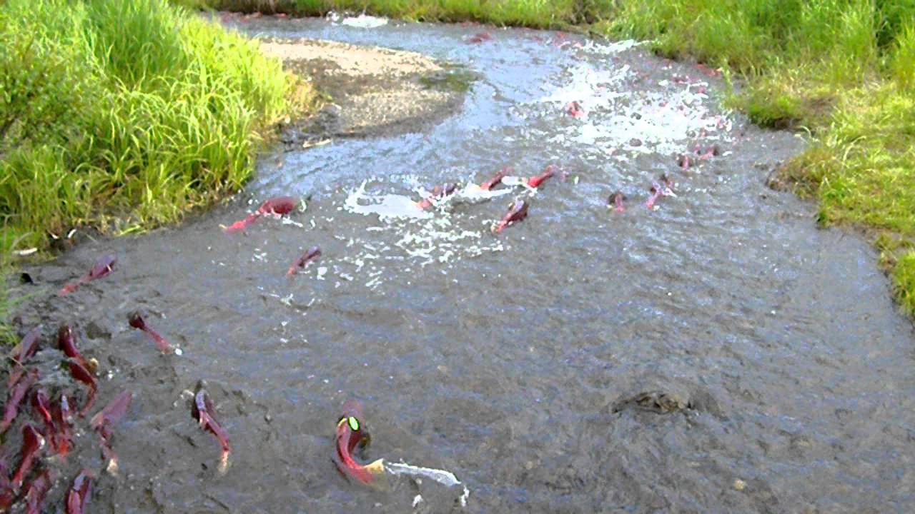 Lake Aleknagik Hansen Creek Bristol Bay Salmon Run YouTube