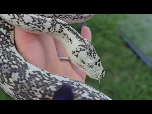 The Carpet Python Paradox - YouTube