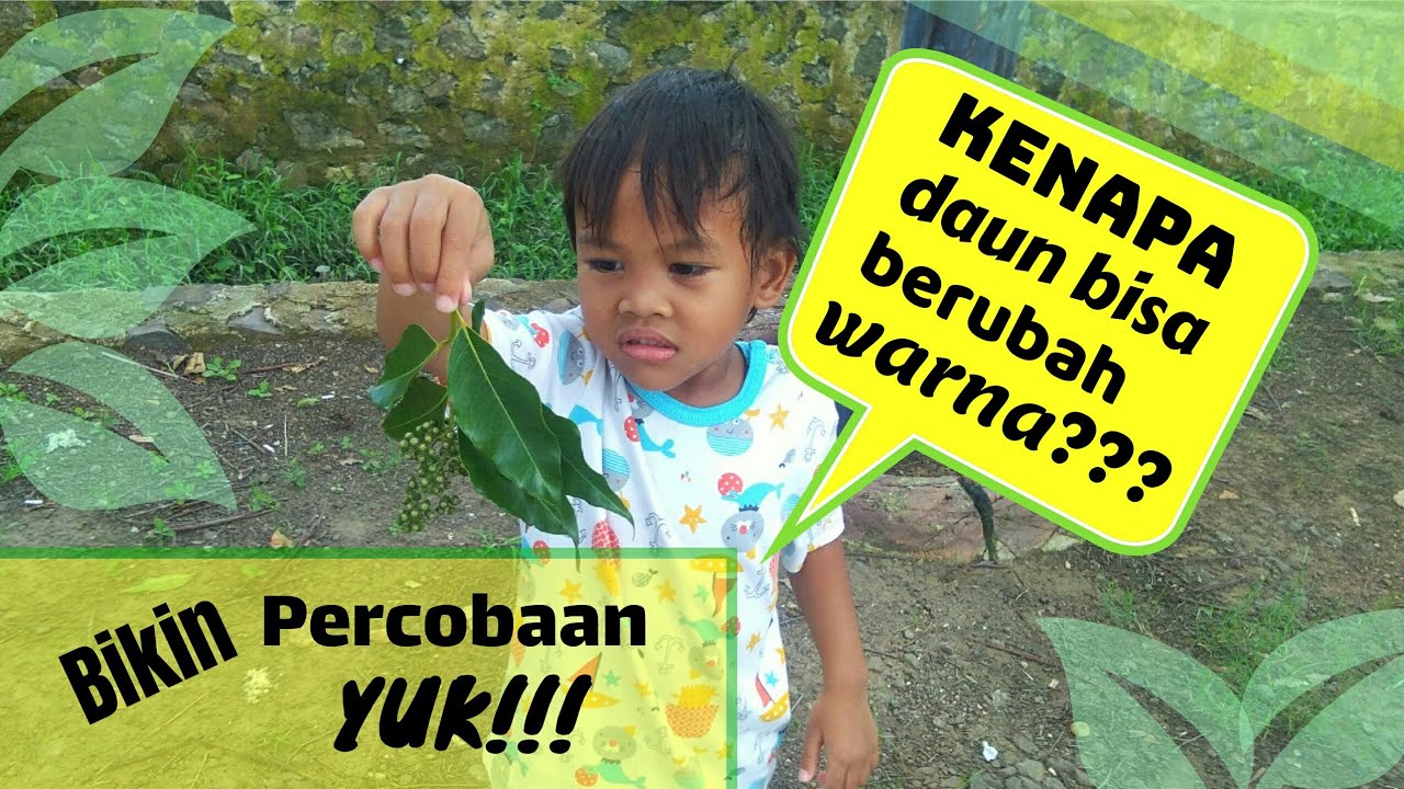 Eksperimen Sains Anak Usia Dini Kenapa Daun Bisa Berubah Warna Youtube