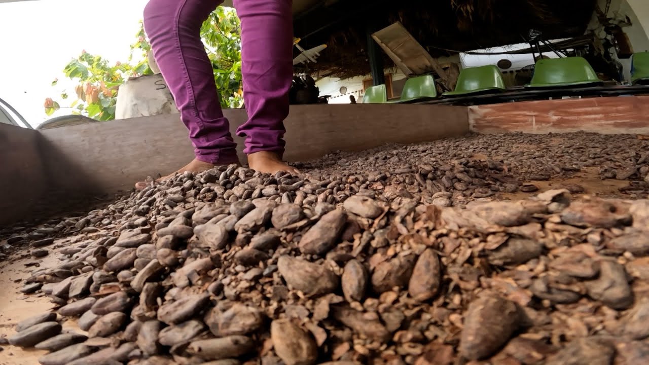 Right Here - The Cocoa Story At Tamana Mountain Chocolate