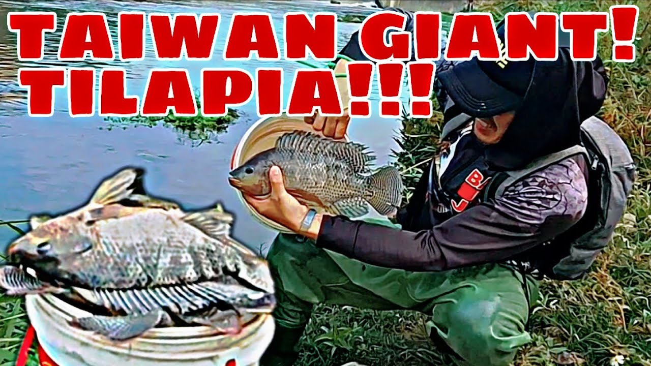 TAIWAN GIANT TILAPIA!!! BIGGER THAN A BUCKET!!! MGA JUMBONG TILAPIA ANG NAPUNTAHAN KO!!!