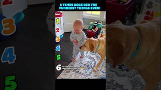 *DESCRIPTION* Funny, cute dog moments you’ll love to watch again and again! 🐶😂#Dogs #ViralVideo
