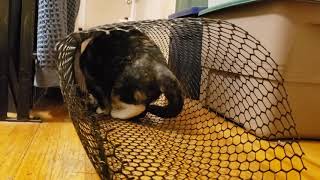 Testing Cat Tube upstairs video 2 by T Mark Hightower 35 views 3 years ago 1 minute, 32 seconds