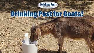 Drinking Post Automatic Waterer for Goats