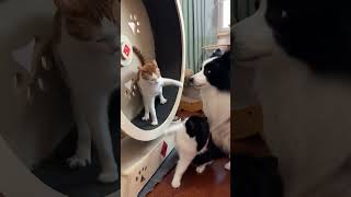 cat pets cats funnycat funny yu