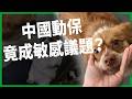 中國虐待動物頻傳！沒有動保法、發文遭封鎖，一場虐狗案為何演變成全球聲援？【TODAY 看世界】