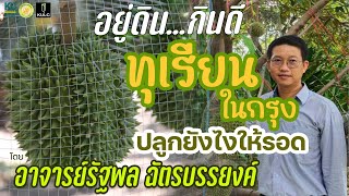 อยู่ดินกินดี | "ทุเรียน" กลางกรุง...ปลูกยังไงให้รอด