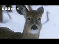 Survival Strategies of Northern Animals in Winter