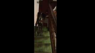 Chloe Stairs 10 18 2014 by ozprez 31 views 9 years ago 1 minute, 3 seconds