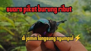 🔴suara pikat burung ribut raja jambul channel 