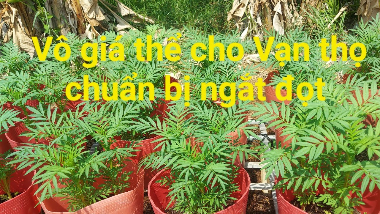 Vô giá thể cho vạn thọ chuẩn bị ngắt đọt và cách ngừa bệnh héo xanh