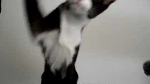 Watch the video about Oriental shorthair Luna oosters korthaar