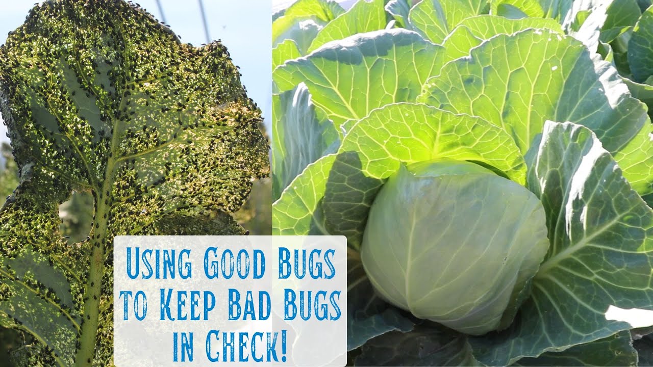Using Good Bugs to Keep Bad Bugs in Check with NO Poisons, Nematodes Fighting Flea Beetles & Winning