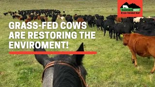 How Grass-Fed Cows Are Restoring The Environment