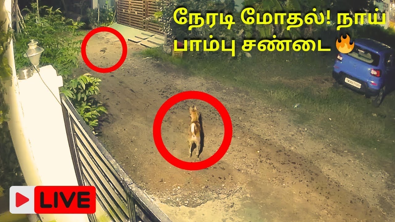 🐕✨🐍 Dog Vs Snake LIVE  Nature Survival Battle  Tamil Live Stream 2025 🔴