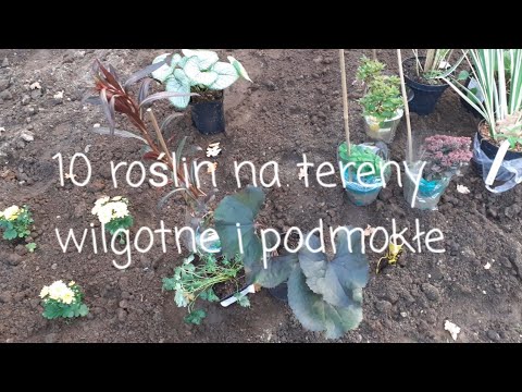 Wideo: Rośliny Na Tereny Wilgotne