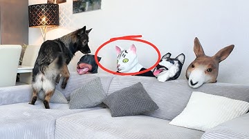 Can My Dog Recognize Me Behind All These Masks?
