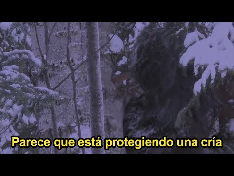 Vídeo: Recuerdos De Un Testigo Que Vio Bigfoot Cerca De Abaza - Vista Alternativa