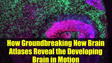 How Groundbreaking New Brain Atlases Reveal the Developing Brain in Motion