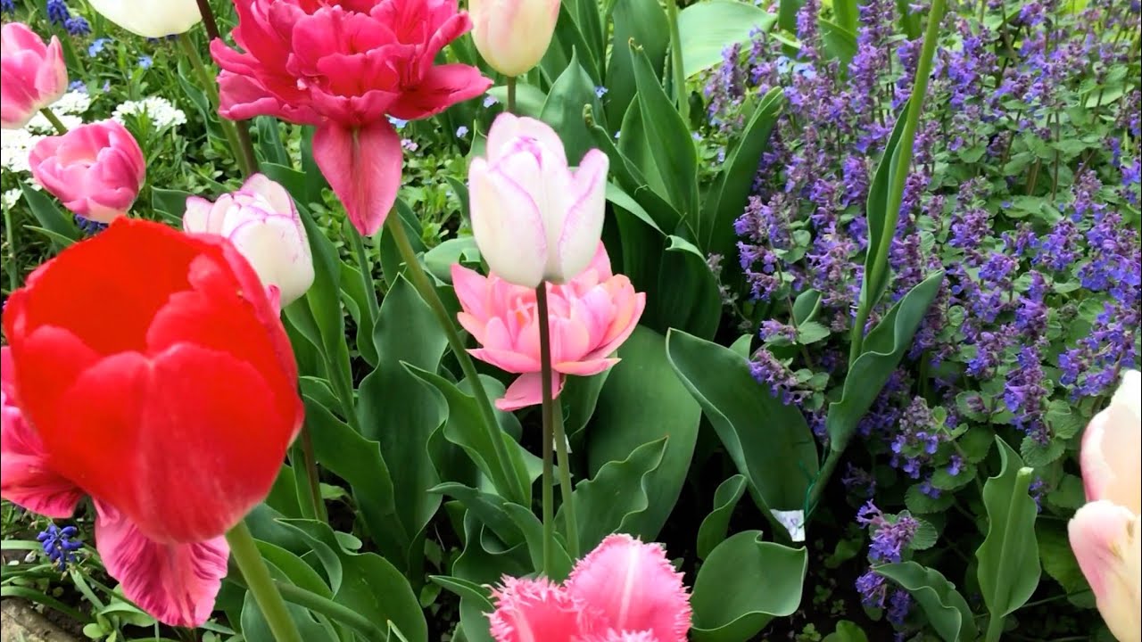 Незамінний синій колір в саду #садівництво #синій #колір 